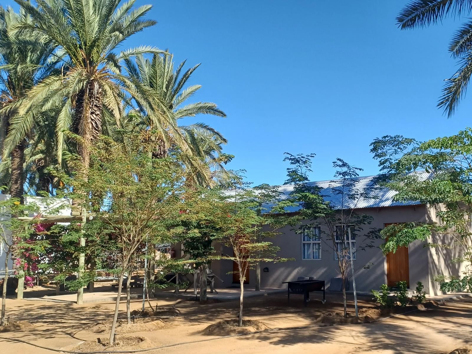 Gazelle Estate Kakamas Northern Cape South Africa Complementary Colors, Palm Tree, Plant, Nature, Wood