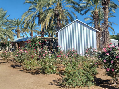 Gazelle Estate Kakamas Northern Cape South Africa Complementary Colors, Palm Tree, Plant, Nature, Wood