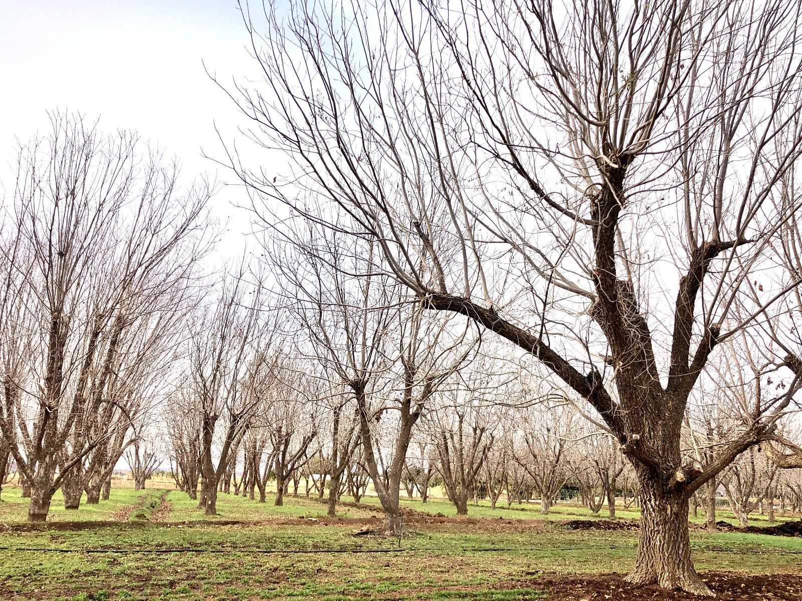 Gazelle Estate Kakamas Northern Cape South Africa Tree, Plant, Nature, Wood, Lowland