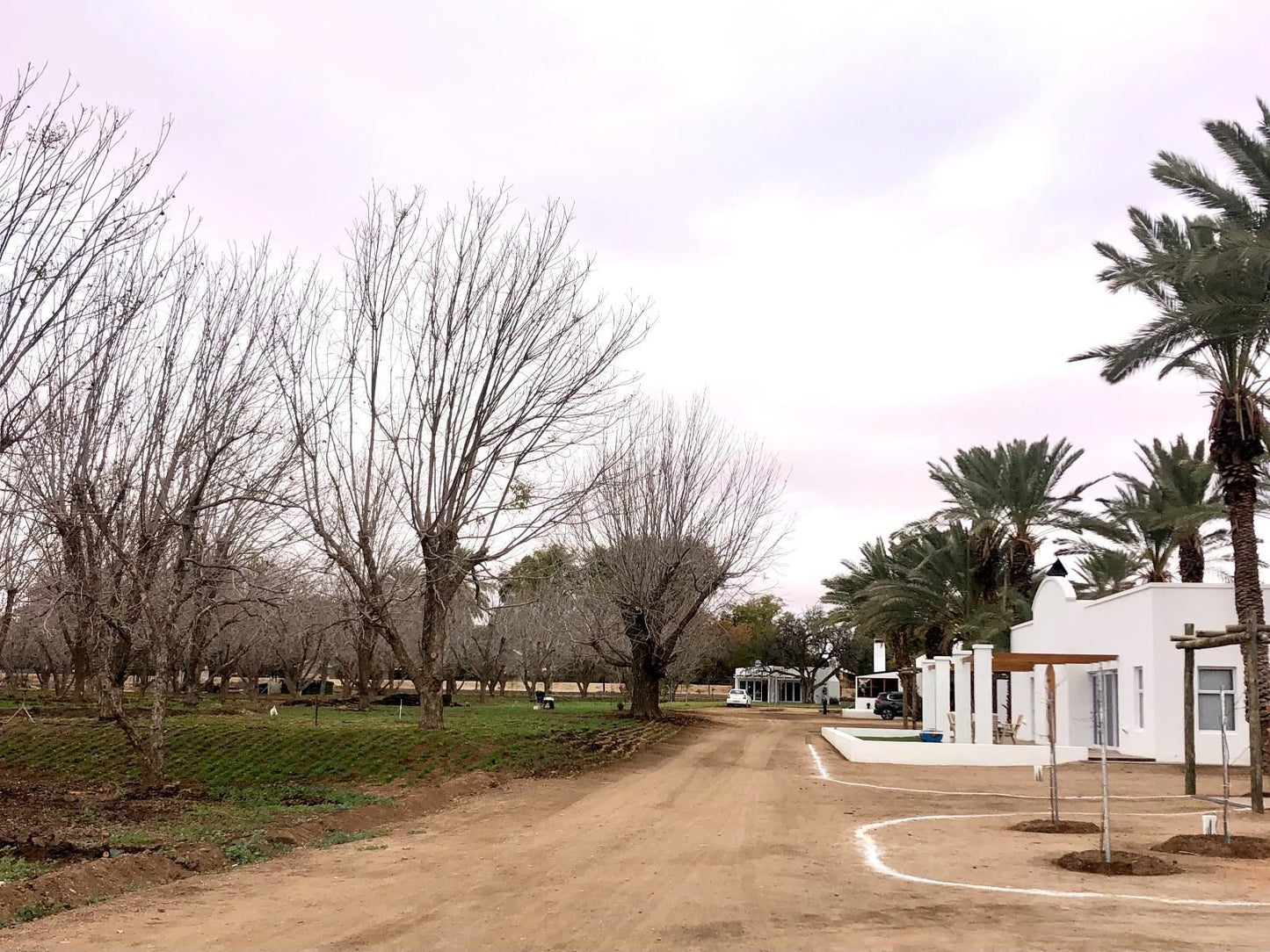 Gazelle Estate Kakamas Northern Cape South Africa Palm Tree, Plant, Nature, Wood, Street