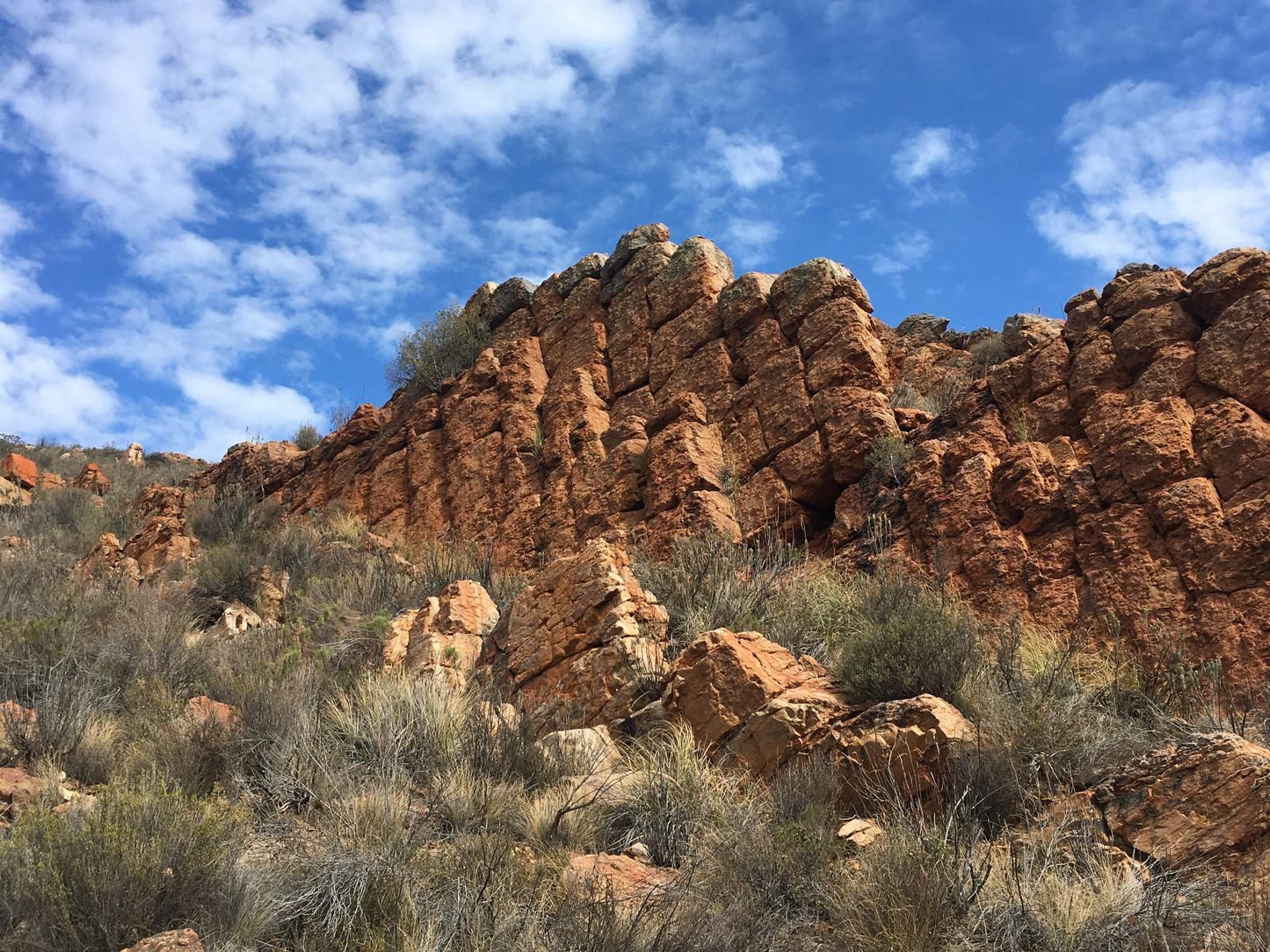 Gecko Rock Private Nature Reserve Touws River Western Cape South Africa Complementary Colors, Cactus, Plant, Nature