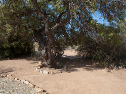 Gecko Rock Private Nature Reserve Touws River Western Cape South Africa Plant, Nature, Tree, Wood, Desert, Sand