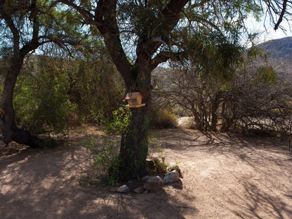 Gecko Rock Private Nature Reserve Touws River Western Cape South Africa Forest, Nature, Plant, Tree, Wood