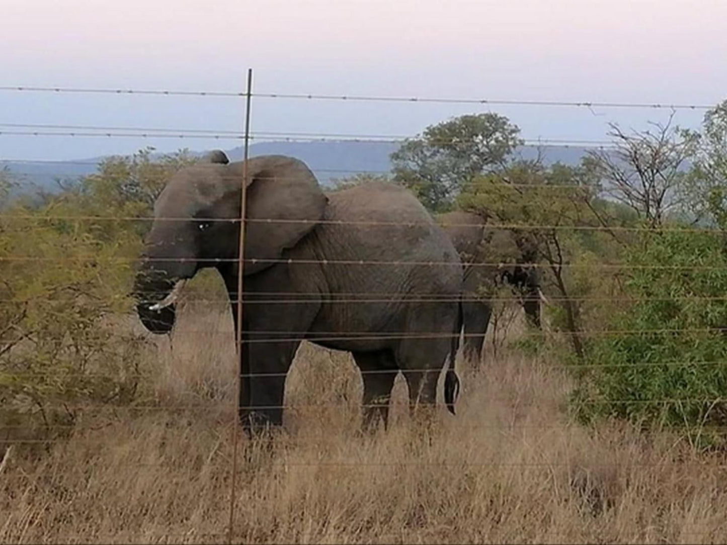 Geluksfontein Private Game Farm Cullinan Gauteng South Africa Elephant, Mammal, Animal, Herbivore