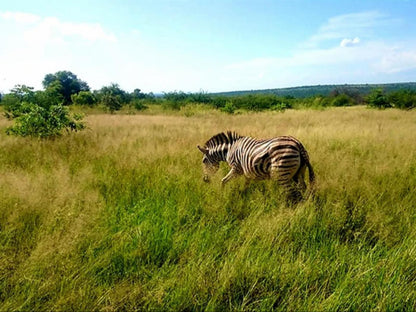 Geluksfontein Private Game Farm Cullinan Gauteng South Africa Complementary Colors, Colorful, Zebra, Mammal, Animal, Herbivore