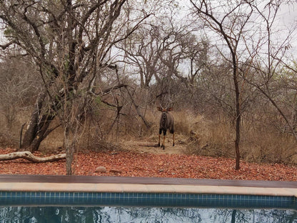 Gem In The Bush Lodge Hoedspruit Limpopo Province South Africa Animal