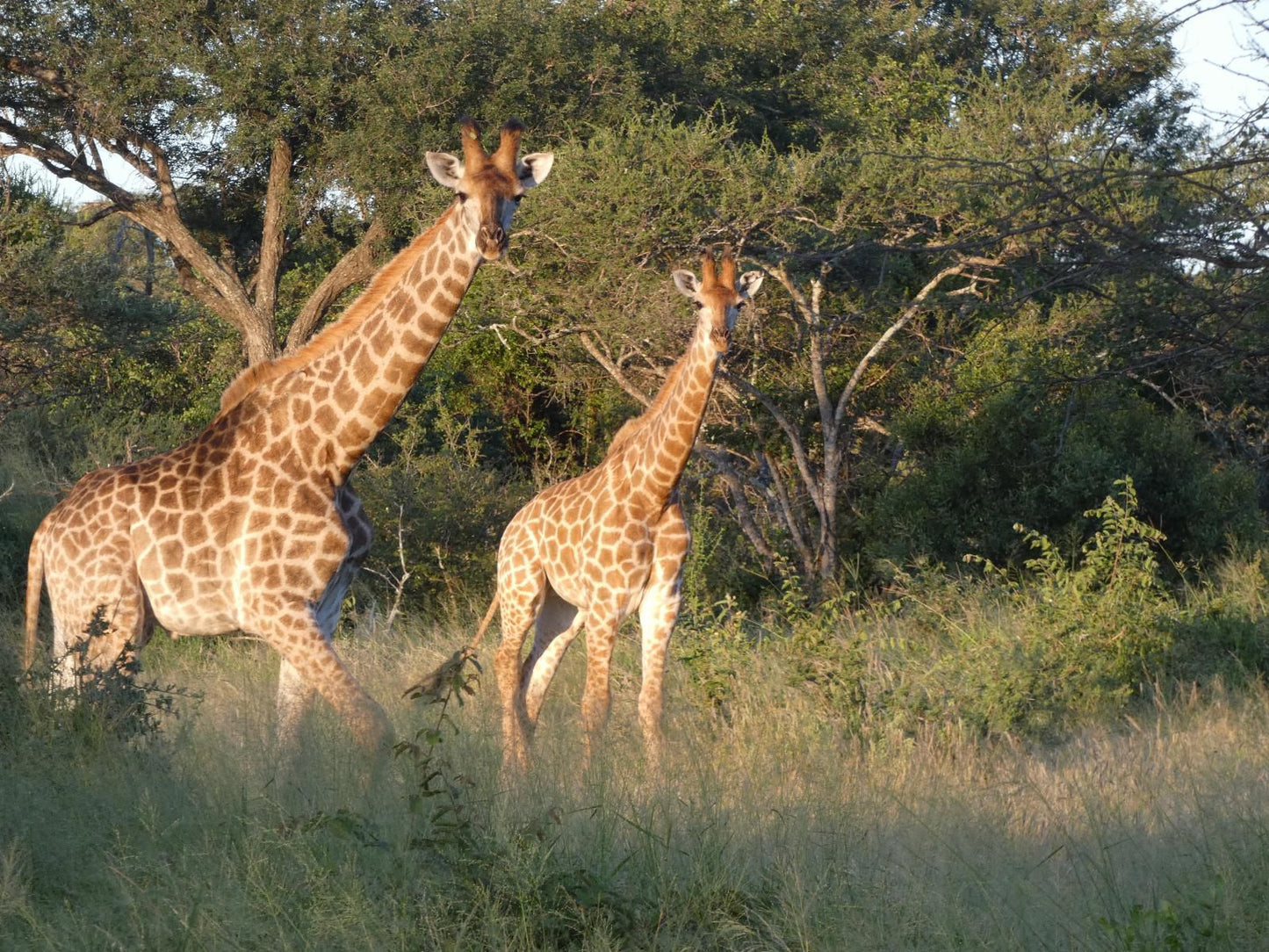 Gem In The Bush Lodge Hoedspruit Limpopo Province South Africa Giraffe, Mammal, Animal, Herbivore