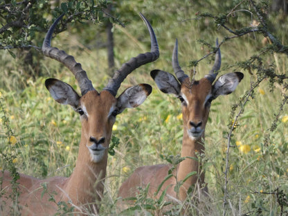 Gem In The Bush Lodge Hoedspruit Limpopo Province South Africa Deer, Mammal, Animal, Herbivore