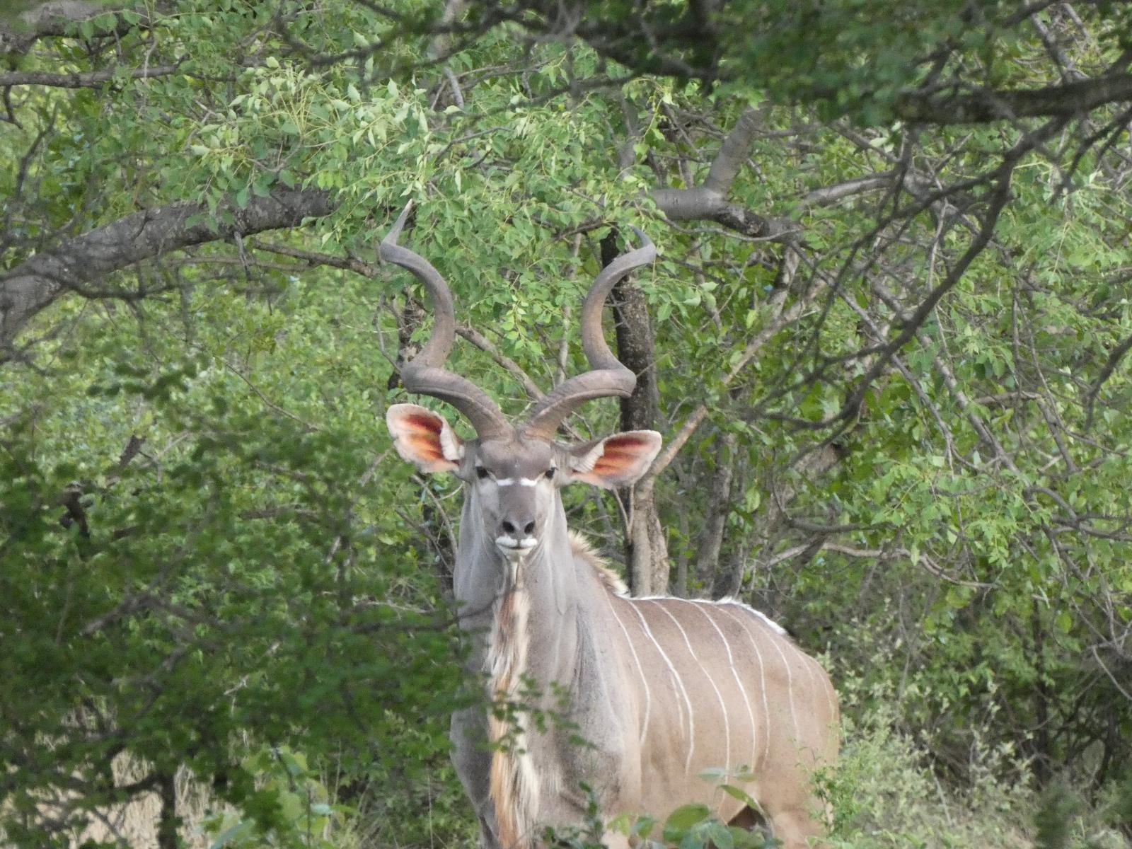 Gem In The Bush Lodge Hoedspruit Limpopo Province South Africa Animal