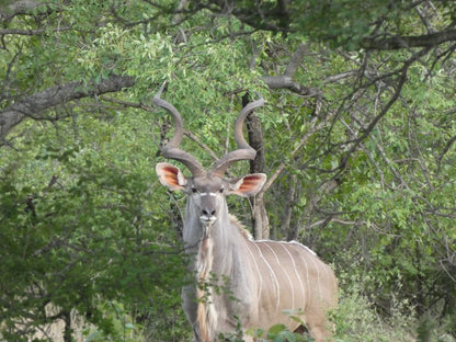 Gem In The Bush Lodge Hoedspruit Limpopo Province South Africa Animal