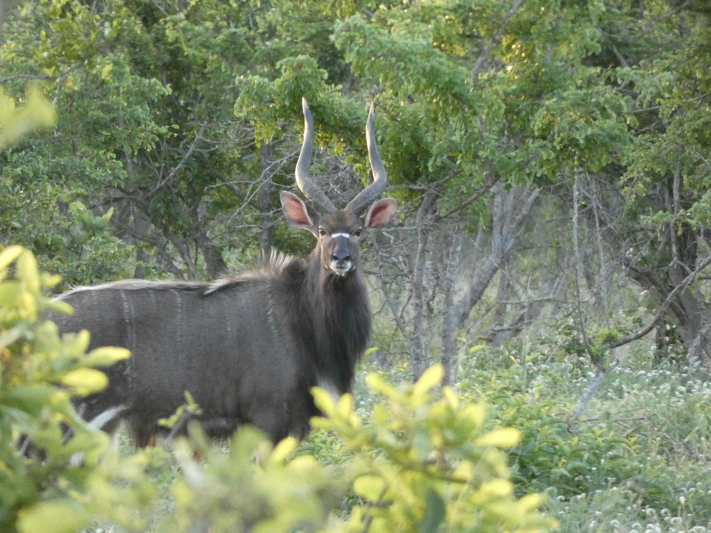 Gem In The Bush Lodge Hoedspruit Limpopo Province South Africa Moose, Mammal, Animal, Herbivore