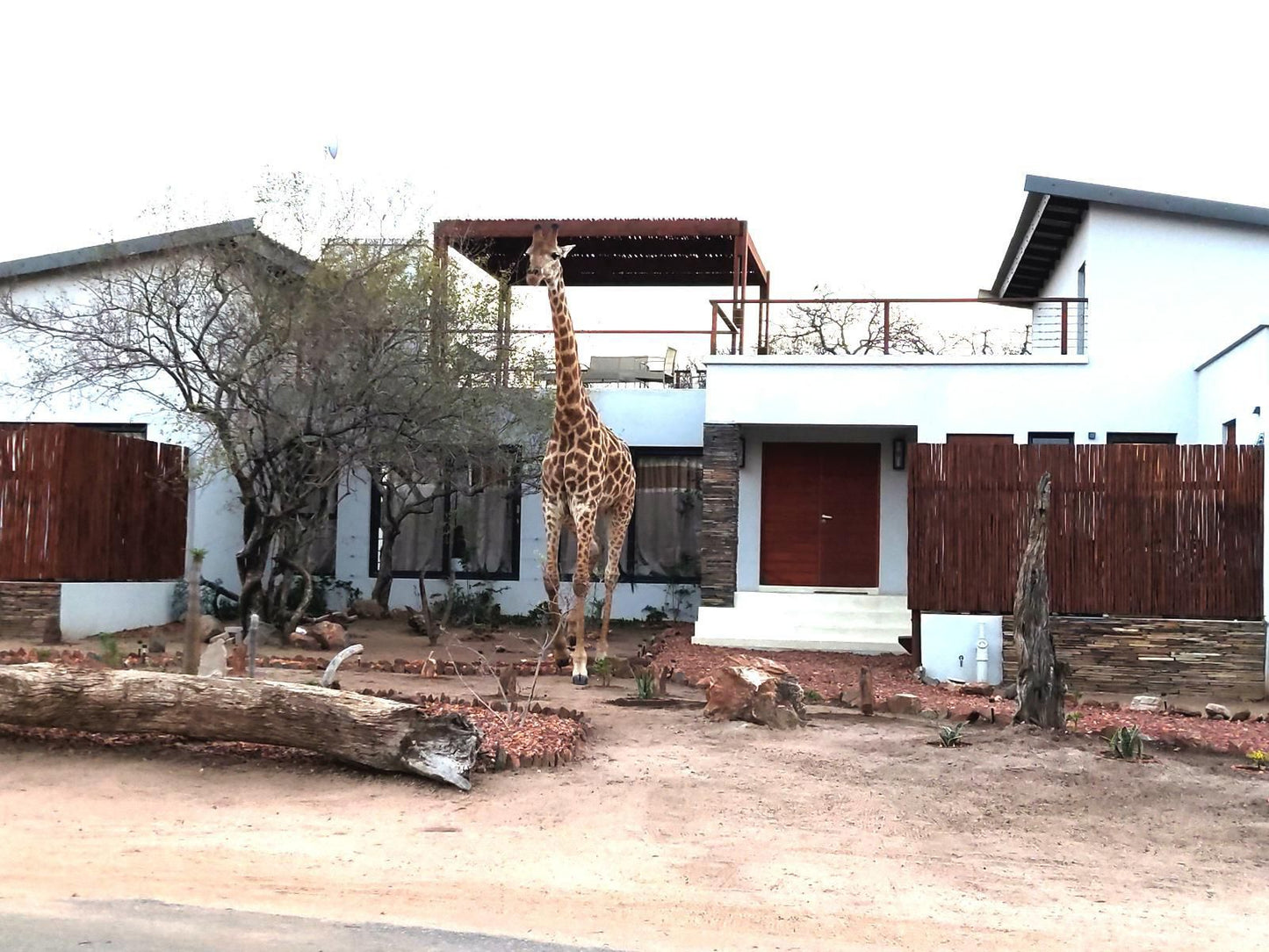 Gem In The Bush Lodge Hoedspruit Limpopo Province South Africa Giraffe, Mammal, Animal, Herbivore