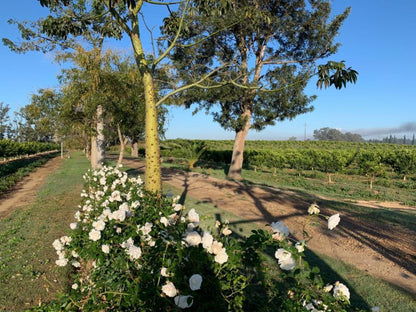 Gerald S Gift Guest House Sunland Eastern Cape South Africa Complementary Colors, Field, Nature, Agriculture, Plant, Garden