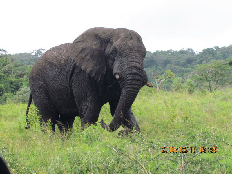 Gerda S Place St Lucia Kwazulu Natal South Africa Elephant, Mammal, Animal, Herbivore