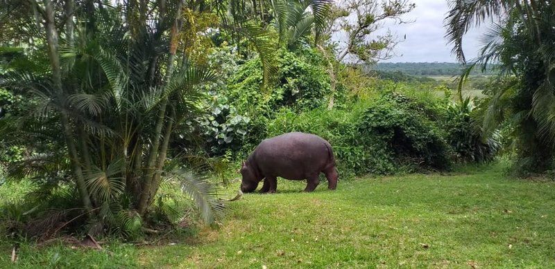 Gerda S Place St Lucia Kwazulu Natal South Africa Animal