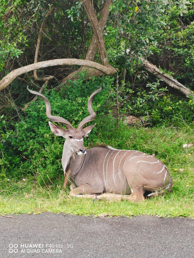 Gerda S Place St Lucia Kwazulu Natal South Africa Deer, Mammal, Animal, Herbivore