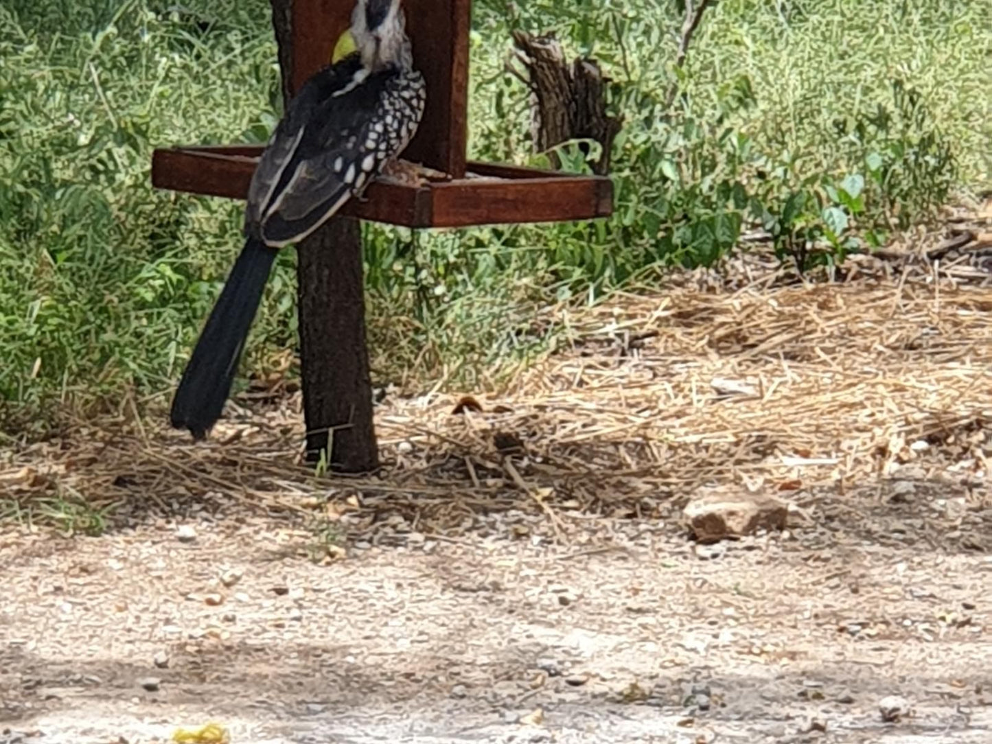 Getaway On Kruger Marloth Park Mpumalanga South Africa Bird, Animal