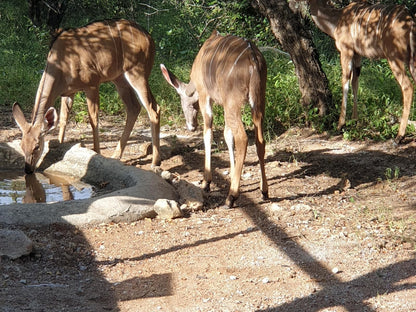 Getaway On Kruger Marloth Park Mpumalanga South Africa Deer, Mammal, Animal, Herbivore