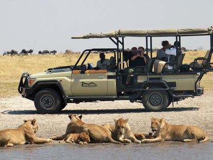 Ghoha Hills Savuti Lodge, Face, Person, One Face, Lion, Mammal, Animal, Big Cat, Predator, Profile Face