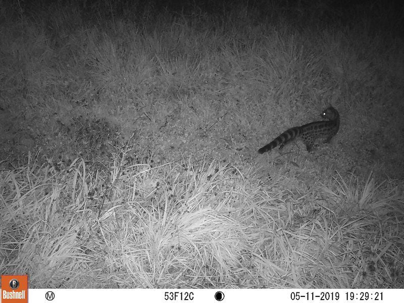 Giant S View Village Rosetta Kwazulu Natal South Africa Colorless, Black And White, Snake, Reptile, Animal, Predator