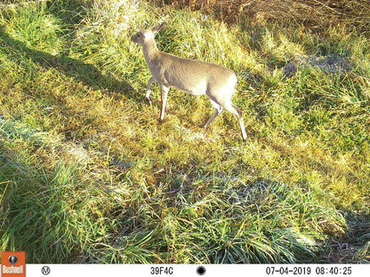 Giant S View Village Rosetta Kwazulu Natal South Africa Deer, Mammal, Animal, Herbivore