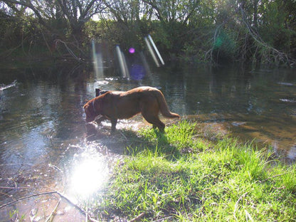 Giant S View Village Rosetta Kwazulu Natal South Africa Dog, Mammal, Animal, Pet, River, Nature, Waters