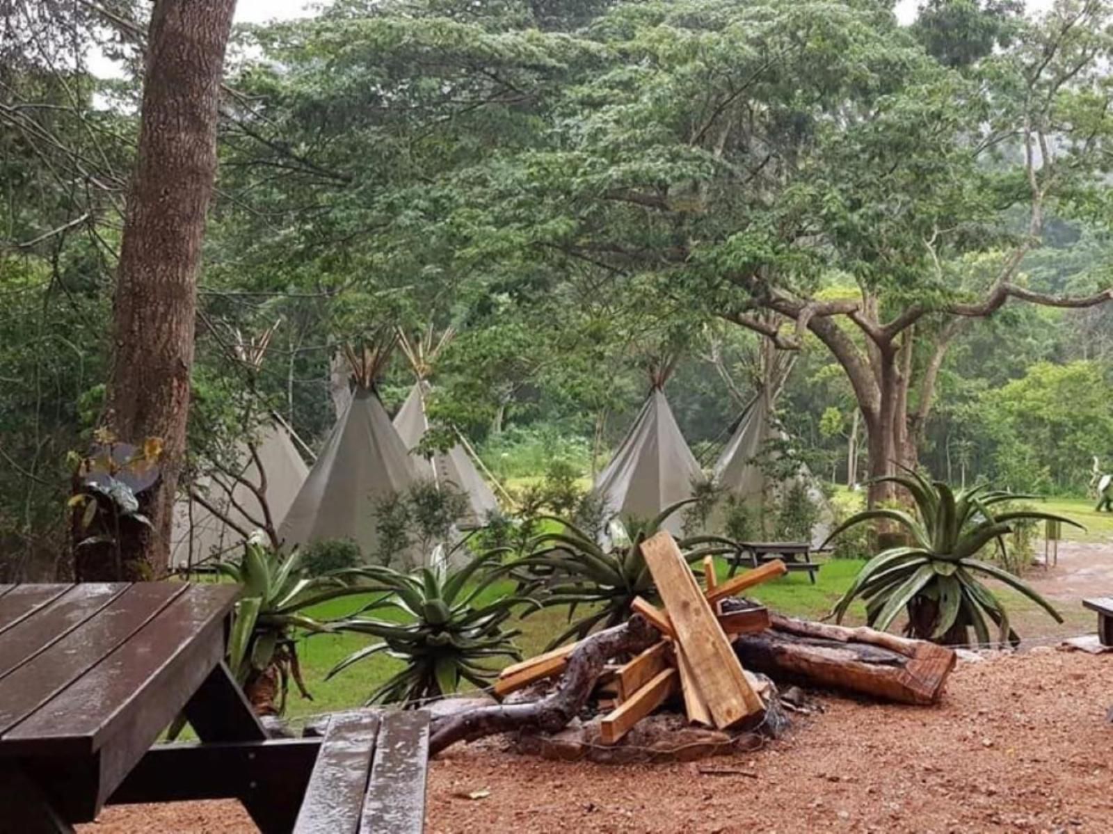 Gibaland Gillits Durban Kwazulu Natal South Africa Palm Tree, Plant, Nature, Wood, Tent, Architecture