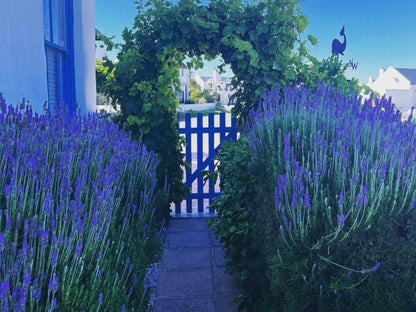 Gilcrest Place Bek Bay Paternoster Western Cape South Africa Lavender, Nature, Plant, Garden