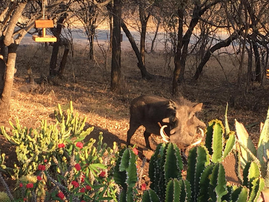 Giraffe Lodge And Zebra Lodge Hoedspruit Limpopo Province South Africa Cactus, Plant, Nature, Animal