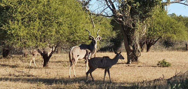 Giraffe Camp Hoedspruit Limpopo Province South Africa Deer, Mammal, Animal, Herbivore