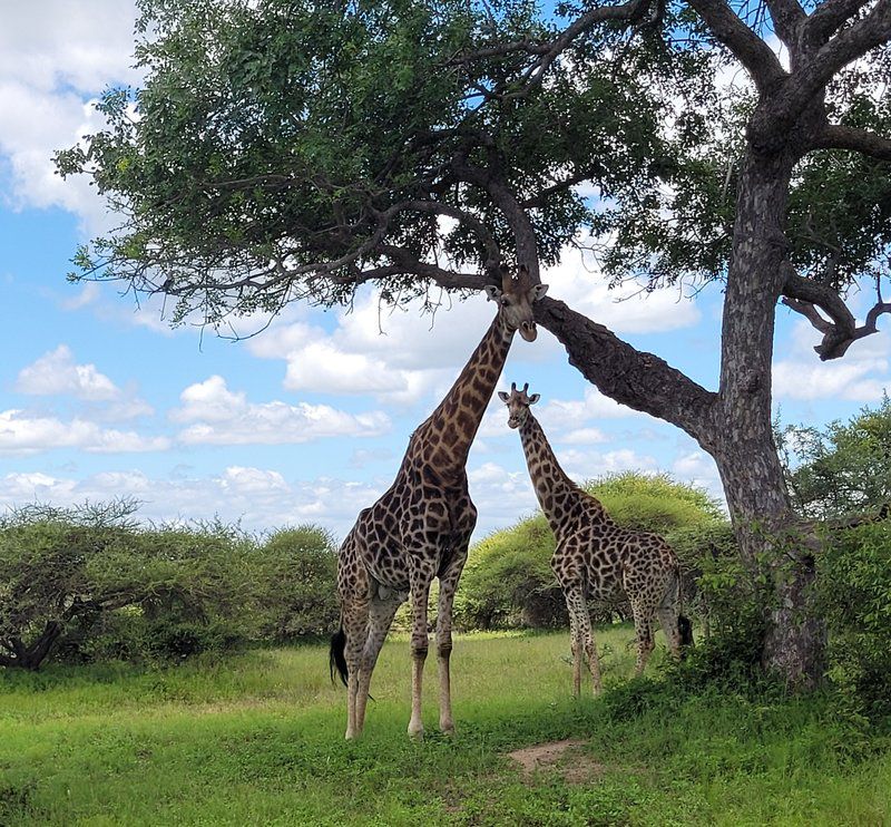 Giraffe Camp Hoedspruit Limpopo Province South Africa Complementary Colors, Giraffe, Mammal, Animal, Herbivore