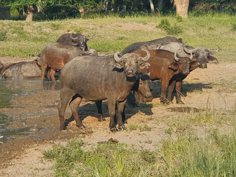 Giraffe Camp Hoedspruit Limpopo Province South Africa Water Buffalo, Mammal, Animal, Herbivore