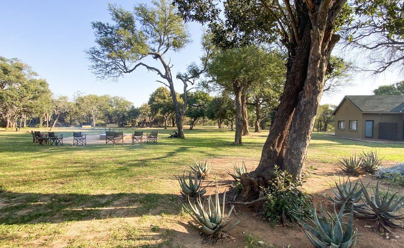 Giraffe Camp Hoedspruit Limpopo Province South Africa Plant, Nature