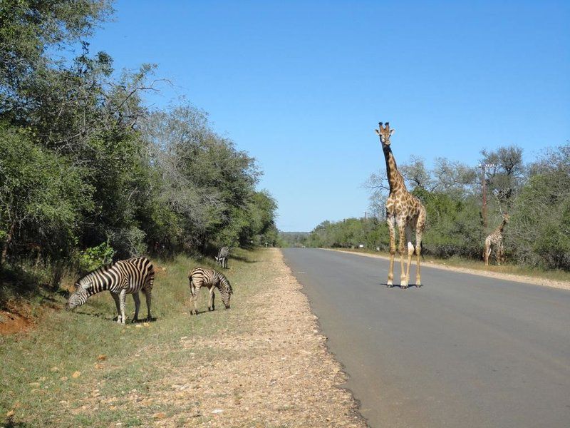 Giraffe Plains Marloth Park Mpumalanga South Africa Complementary Colors, Giraffe, Mammal, Animal, Herbivore