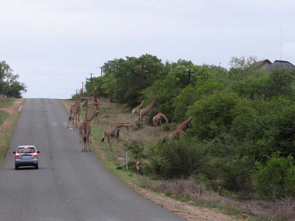 Giraffe Plains Marloth Park Mpumalanga South Africa Street