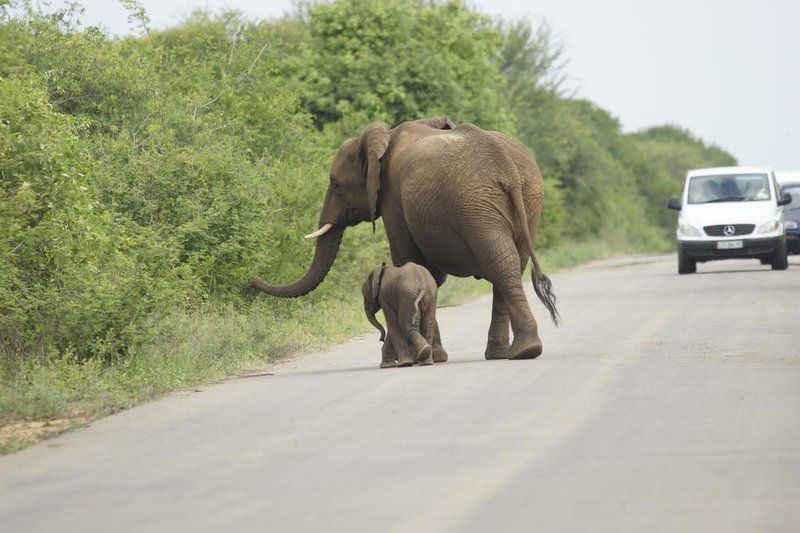 Giraffe Plains Marloth Park Mpumalanga South Africa Elephant, Mammal, Animal, Herbivore, Car, Vehicle
