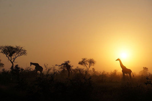 Giraffe Plains Marloth Park Mpumalanga South Africa Sepia Tones, Silhouette, Sunset, Nature, Sky