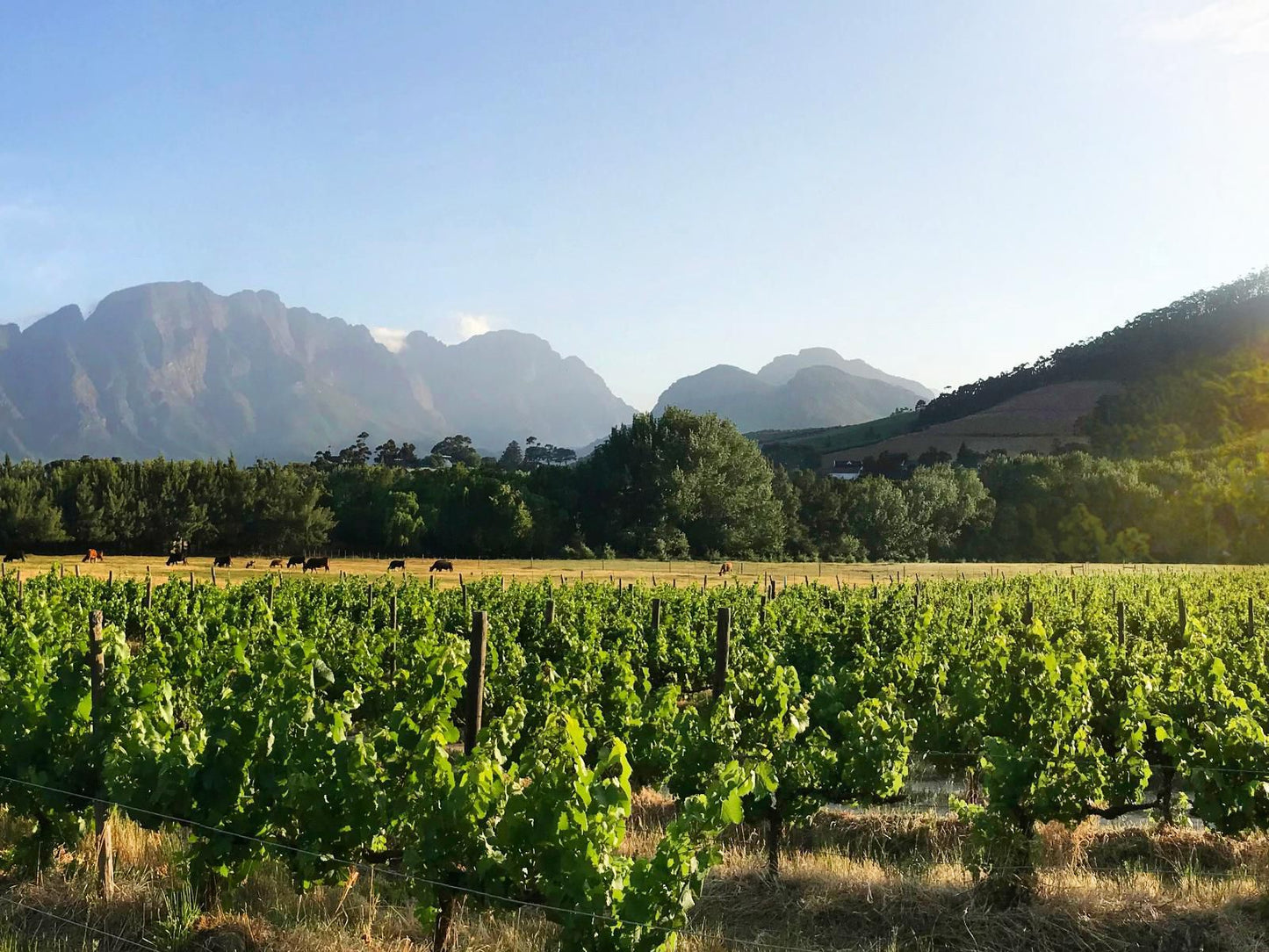 Gite Franschhoek Western Cape South Africa Complementary Colors, Field, Nature, Agriculture, Mountain