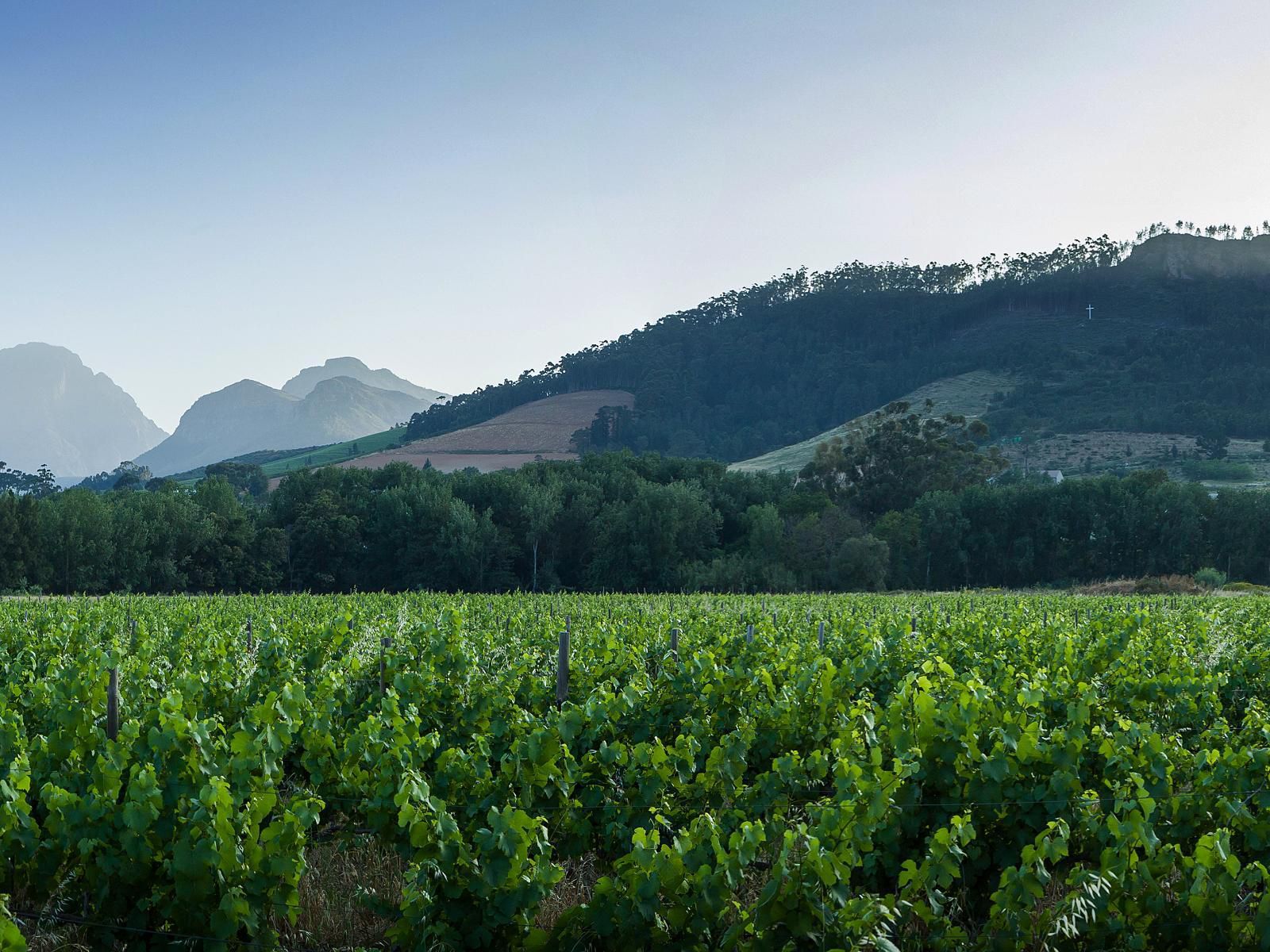 Gite Franschhoek Western Cape South Africa Field, Nature, Agriculture, Wine, Drink, Wine Glass, Glass, Drinking Accessoire