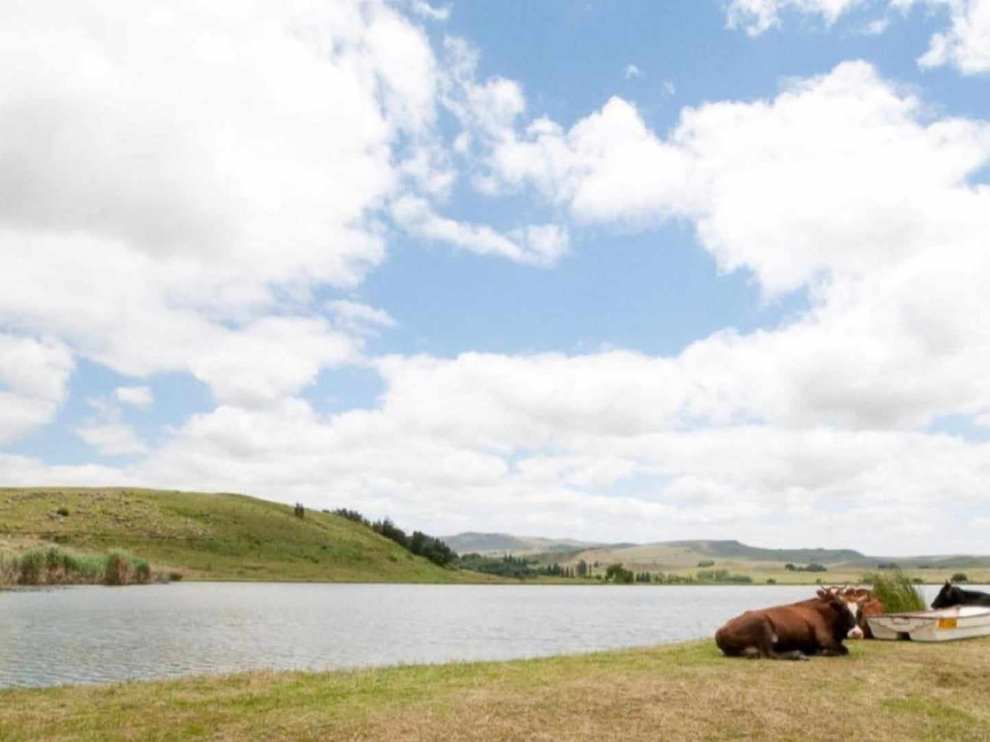 Glen Aden Dullstroom Mpumalanga South Africa Complementary Colors, Cow, Mammal, Animal, Agriculture, Farm Animal, Herbivore, Highland, Nature