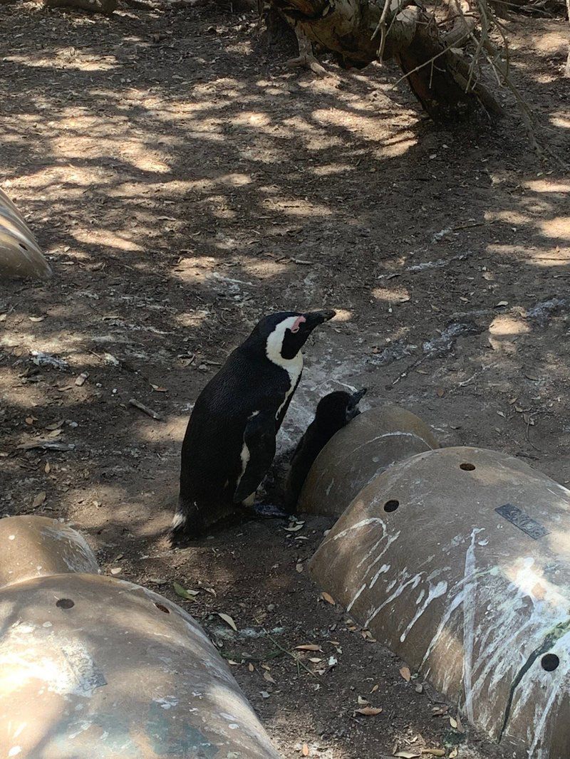 Glen And Ben S Cottage Fish Hoek Cape Town Western Cape South Africa Unsaturated, Penguin, Bird, Animal