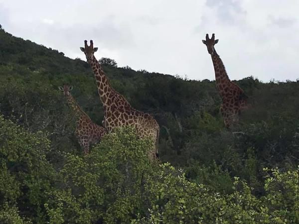 Glen Boyd Game Reserve Grahamstown Eastern Cape South Africa Giraffe, Mammal, Animal, Herbivore, Forest, Nature, Plant, Tree, Wood