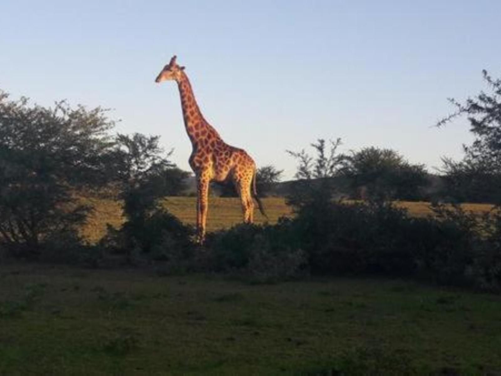 Glen Boyd Game Reserve Grahamstown Eastern Cape South Africa Giraffe, Mammal, Animal, Herbivore