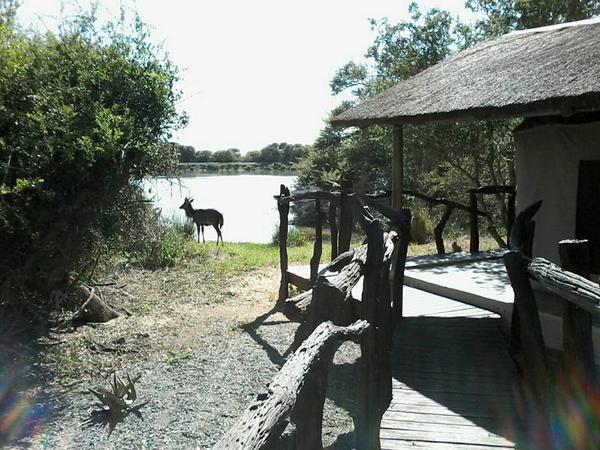 Glen Boyd Game Reserve Grahamstown Eastern Cape South Africa Unsaturated, Lake, Nature, Waters, River