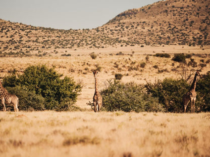 Glen Harry Game Reserve Graaff Reinet Eastern Cape South Africa Sepia Tones, Desert, Nature, Sand