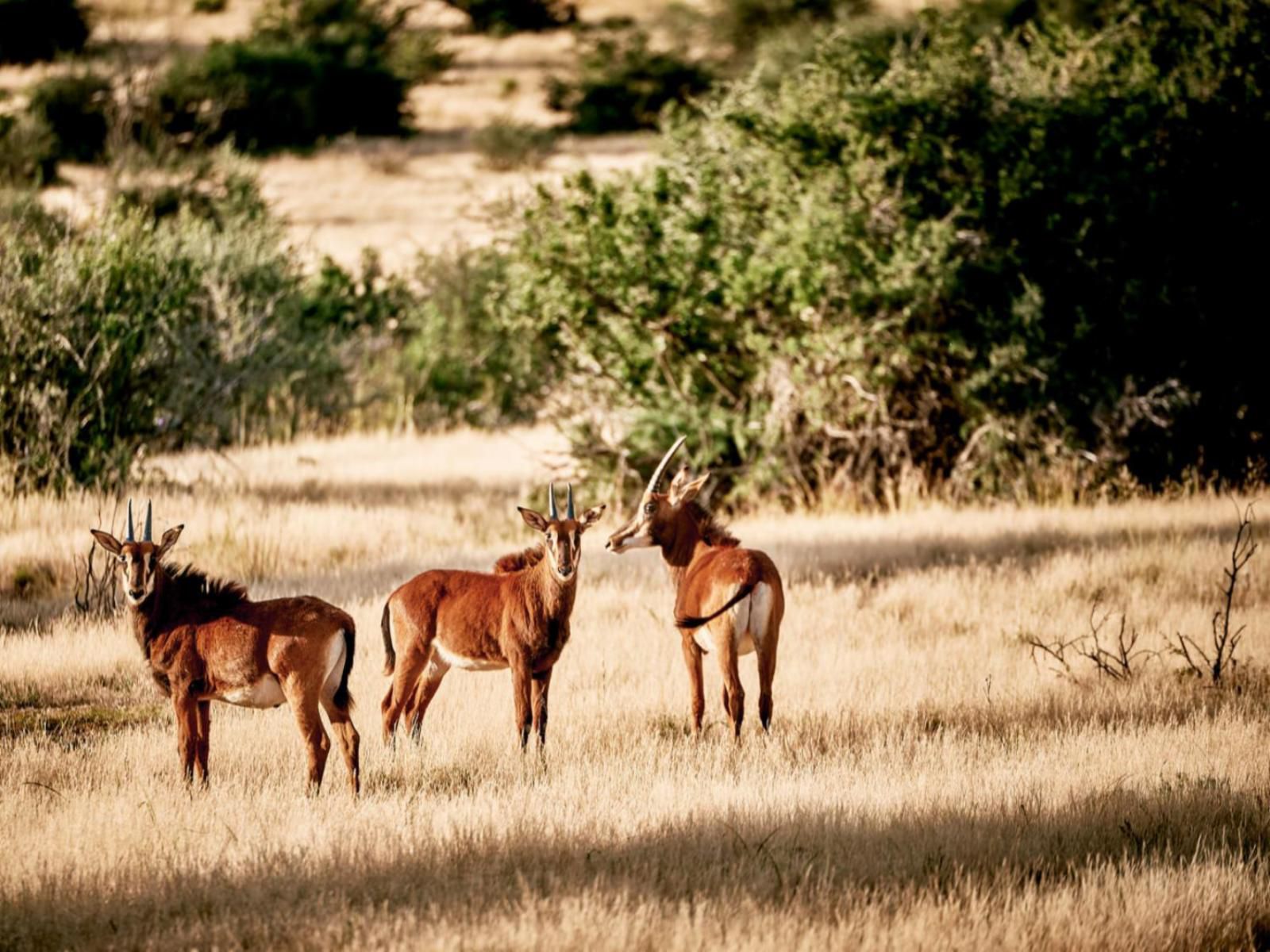 Glen Harry Game Reserve Graaff Reinet Eastern Cape South Africa Deer, Mammal, Animal, Herbivore