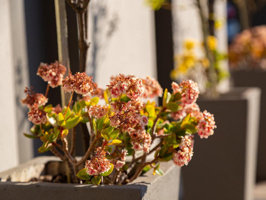 Glen Maine Guest House, Blossom, Plant, Nature, Bouquet of Flowers, Flower