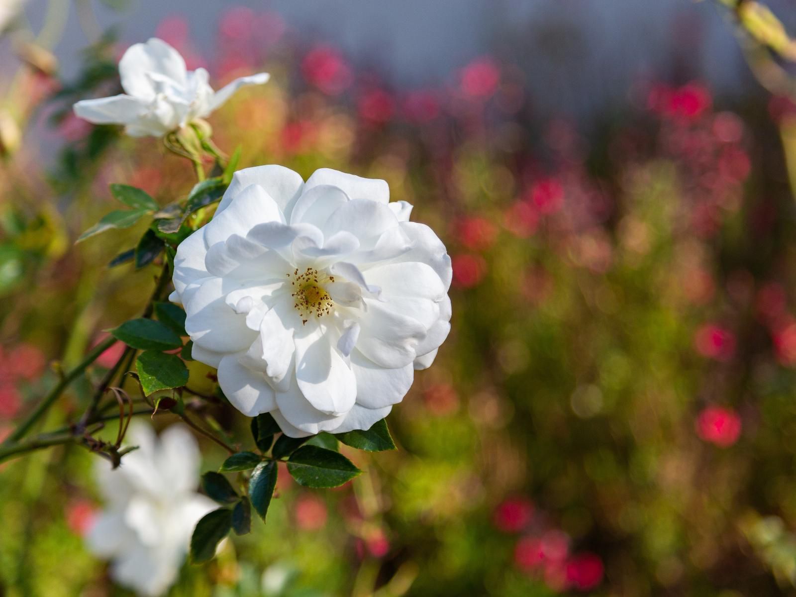 Glen Maine Guest House, Blossom, Plant, Nature, Flower, Rose, Bokeh