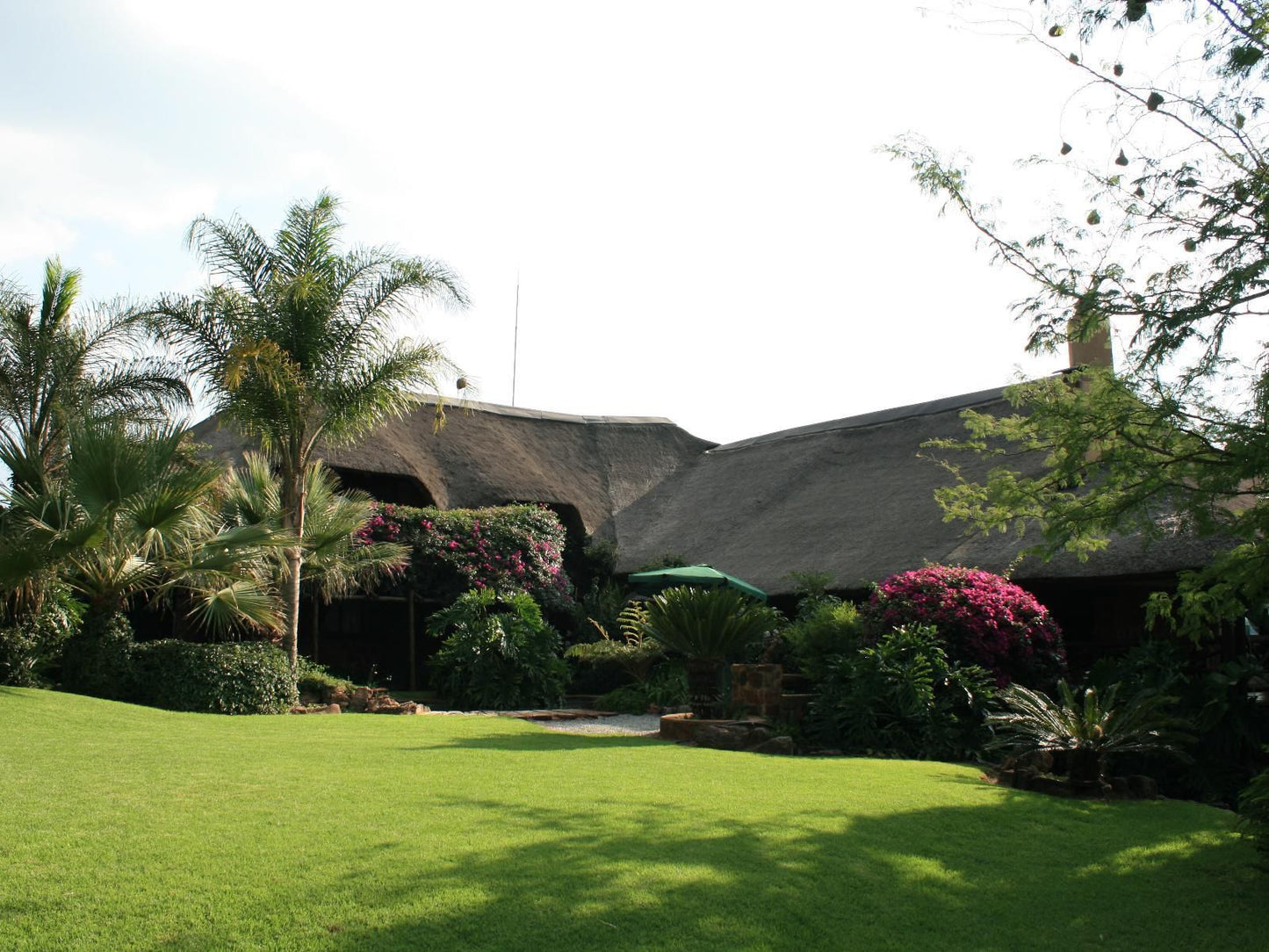 Glen Afric Country Lodge Broederstroom Hartbeespoort North West Province South Africa Palm Tree, Plant, Nature, Wood