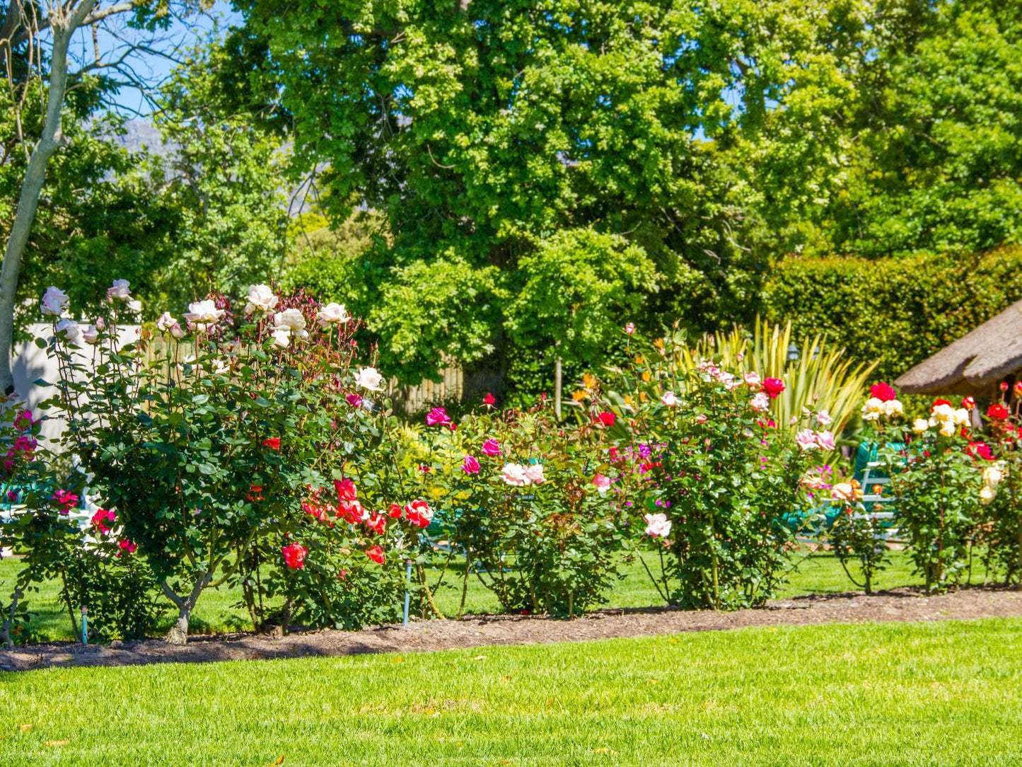 Glen Avon Lodge Constantia Cape Town Western Cape South Africa Colorful, Flower, Plant, Nature, Garden